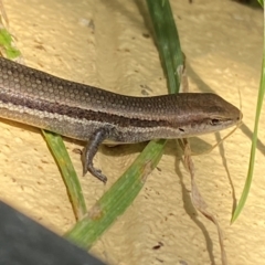 Lampropholis guichenoti (Common Garden Skink) at Numeralla, NSW - 29 Dec 2023 by SteveBorkowskis