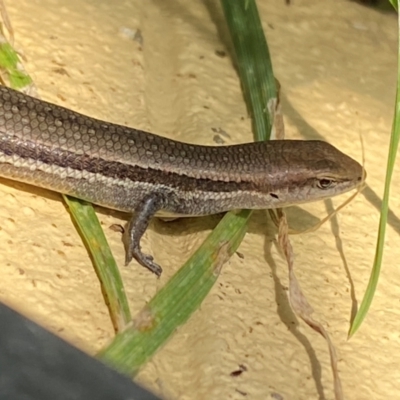 Lampropholis guichenoti (Common Garden Skink) at Numeralla, NSW - 28 Dec 2023 by SteveBorkowskis