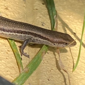 Lampropholis guichenoti at Numeralla, NSW - suppressed