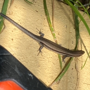 Lampropholis guichenoti at Numeralla, NSW - suppressed