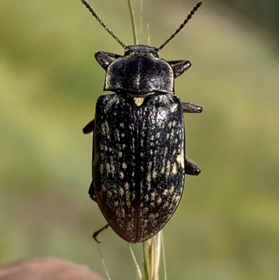 Pachycoelia sp. (genus) (A darkling beetle) at Numeralla, NSW - 29 Dec 2023 by SteveBorkowskis