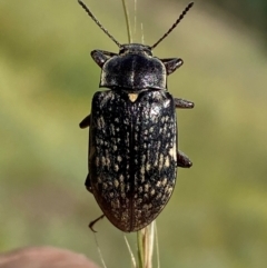 Lepispilus sp. (genus) (Yellow-spotted darkling beetle) at Numeralla, NSW - 28 Dec 2023 by SteveBorkowskis