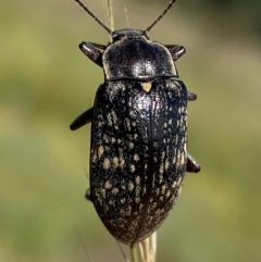 Pachycoelia sp. (genus) at Numeralla, NSW - suppressed