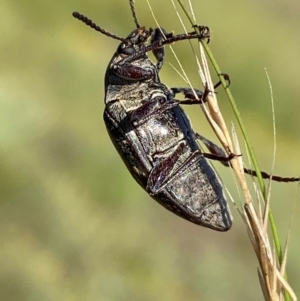 Lepispilus sp. (genus) at Numeralla, NSW - 29 Dec 2023