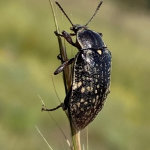 Pachycoelia sp. (genus) at Numeralla, NSW - suppressed