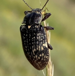 Pachycoelia sp. (genus) at Numeralla, NSW - suppressed