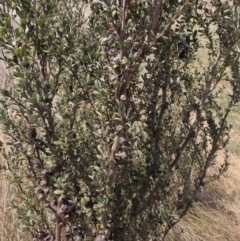 Leptospermum myrtifolium (Myrtle Teatree) at Top Hut TSR - 11 Nov 2023 by AndyRoo