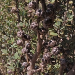 Leptospermum myrtifolium at Top Hut TSR - 11 Nov 2023