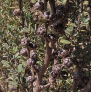 Leptospermum myrtifolium at Top Hut TSR - 11 Nov 2023