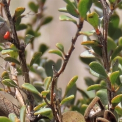 Leptospermum myrtifolium at Top Hut TSR - 11 Nov 2023 11:25 AM