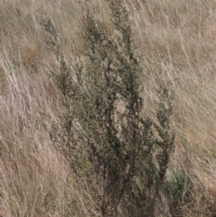 Leptospermum myrtifolium at Top Hut TSR - 11 Nov 2023