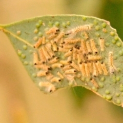 Uraba lugens (Gumleaf Skeletonizer) at Woodstock Nature Reserve - 1 Jan 2024 by Thurstan