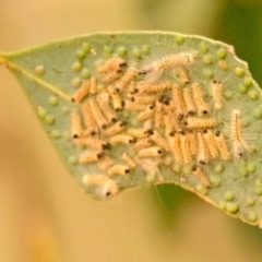 Uraba lugens (Gumleaf Skeletonizer) at Woodstock Nature Reserve - 31 Dec 2023 by Thurstan