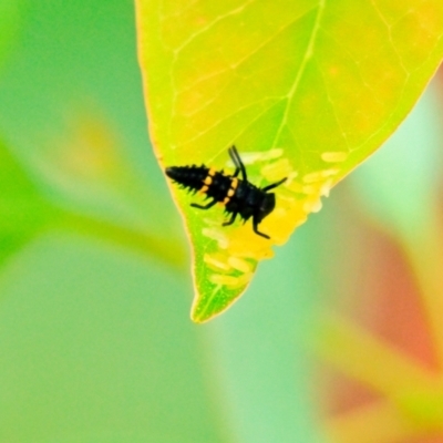 Harmonia conformis (Common Spotted Ladybird) at Woodstock Nature Reserve - 1 Jan 2024 by Thurstan