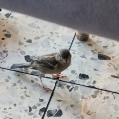 Passer domesticus (House Sparrow) at Parkville, VIC - 2 Jan 2024 by trevorpreston