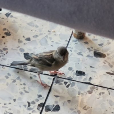 Passer domesticus (House Sparrow) at Parkville, VIC - 2 Jan 2024 by trevorpreston