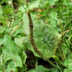 Plantago major (Greater Plantain) at Parkville, VIC - 2 Jan 2024 by trevorpreston