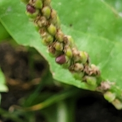 Plantago major at Parkville, VIC - 2 Jan 2024