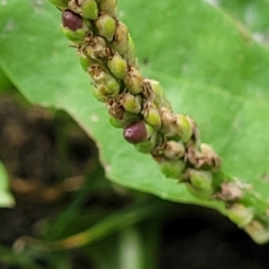 Plantago major at Parkville, VIC - 2 Jan 2024