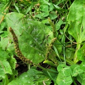 Plantago major at Parkville, VIC - 2 Jan 2024