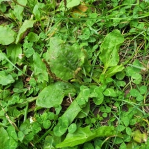 Plantago major at Parkville, VIC - 2 Jan 2024