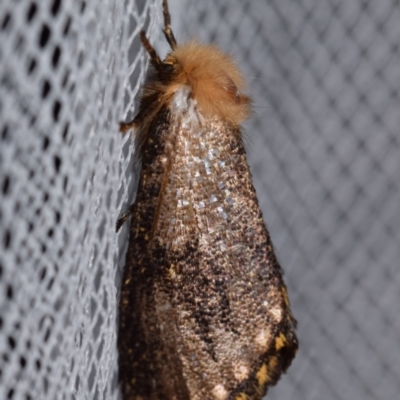 Epicoma (genus) (Unidentified Prominent moth) at Jerrabomberra, NSW - 1 Jan 2024 by DianneClarke