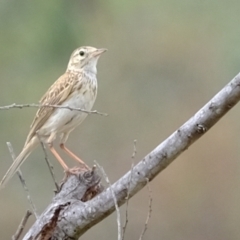 Anthus australis (Australian Pipit) at Strathnairn, ACT - 2 Jan 2024 by Kurt