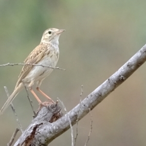 Anthus australis at Ginninderry Conservation Corridor - 2 Jan 2024