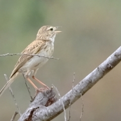 Anthus australis at Ginninderry Conservation Corridor - 2 Jan 2024