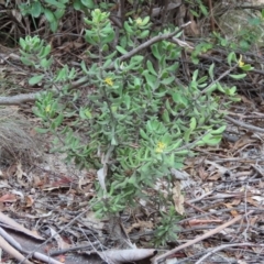 Persoonia rigida (Hairy Geebung) at Tidbinbilla Nature Reserve - 2 Jan 2024 by SandraH