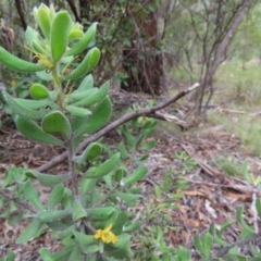 Persoonia rigida at Tidbinbilla Nature Reserve - 2 Jan 2024