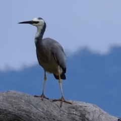 Egretta novaehollandiae (White-faced Heron) at Strathnairn, ACT - 2 Jan 2024 by Kurt