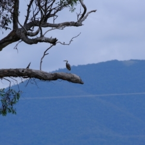 Egretta novaehollandiae at Ginninderry Conservation Corridor - 2 Jan 2024