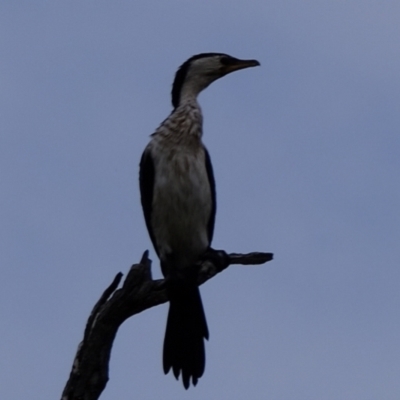 Microcarbo melanoleucos (Little Pied Cormorant) at Strathnairn, ACT - 2 Jan 2024 by Kurt