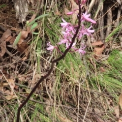 Dipodium roseum (Rosy Hyacinth Orchid) at Cotter River, ACT - 2 Jan 2024 by SandraH