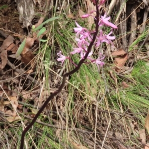 Dipodium roseum at Namadgi National Park - suppressed