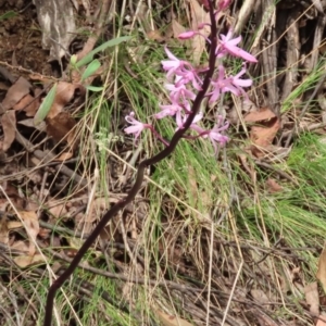 Dipodium roseum at Namadgi National Park - 2 Jan 2024