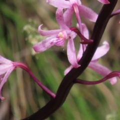 Dipodium roseum at Namadgi National Park - 2 Jan 2024