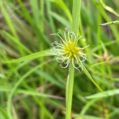 Cyperus sphaeroideus (Scented Sedge) at QPRC LGA - 1 Jan 2024 by JaneR