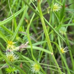 Cyperus sphaeroideus at QPRC LGA - 1 Jan 2024