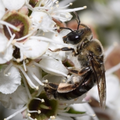 Unidentified Bee (Hymenoptera, Apiformes) at Jerrabomberra, NSW - 2 Jan 2024 by DianneClarke