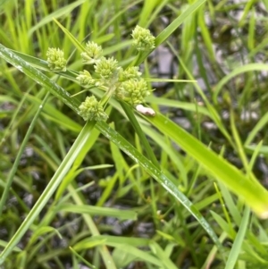 Cyperus eragrostis at QPRC LGA - 1 Jan 2024