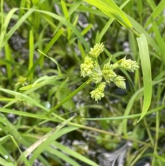 Cyperus eragrostis at QPRC LGA - 1 Jan 2024