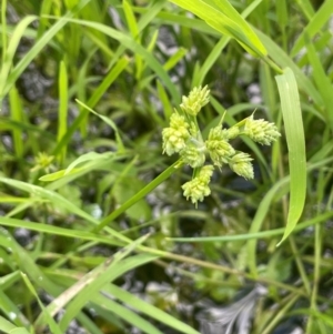 Cyperus eragrostis at QPRC LGA - 1 Jan 2024 04:27 PM