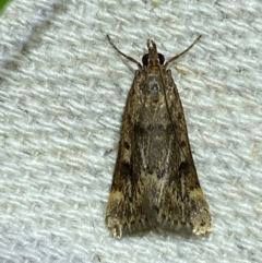 Achyra nigrirenalis (A Crambid moth (Pyraustinae) at Numeralla, NSW - 29 Dec 2023 by SteveBorkowskis