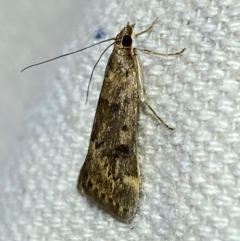 Achyra nigrirenalis at Numeralla, NSW - 29 Dec 2023