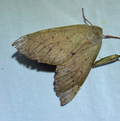 Arhodia lasiocamparia (Pink Arhodia (Oenochrominae)) at Numeralla, NSW - 29 Dec 2023 by SteveBorkowskis