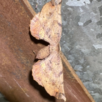 Parepisparis virgatus (Brown Twisted-moth) at Numeralla, NSW - 29 Dec 2023 by SteveBorkowskis