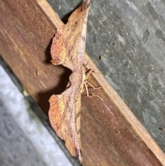 Parepisparis virgatus at Numeralla, NSW - suppressed