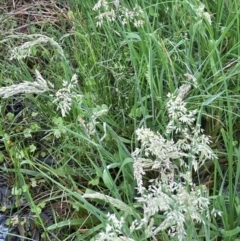 Holcus lanatus (Yorkshire Fog) at Bendoura, NSW - 1 Jan 2024 by JaneR